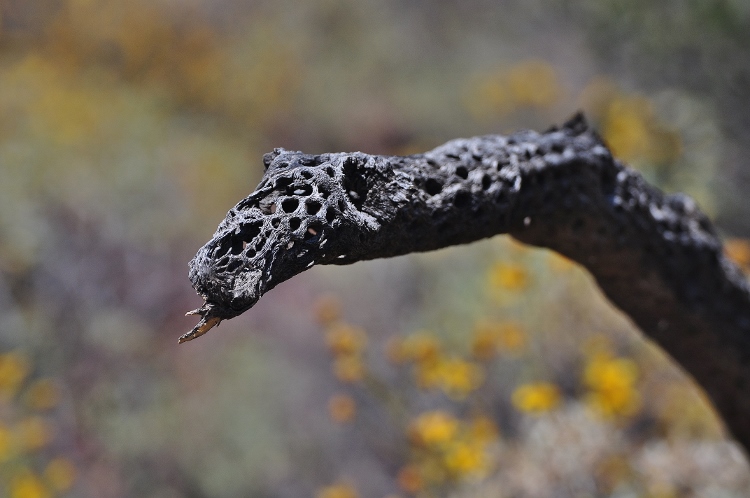 cholla